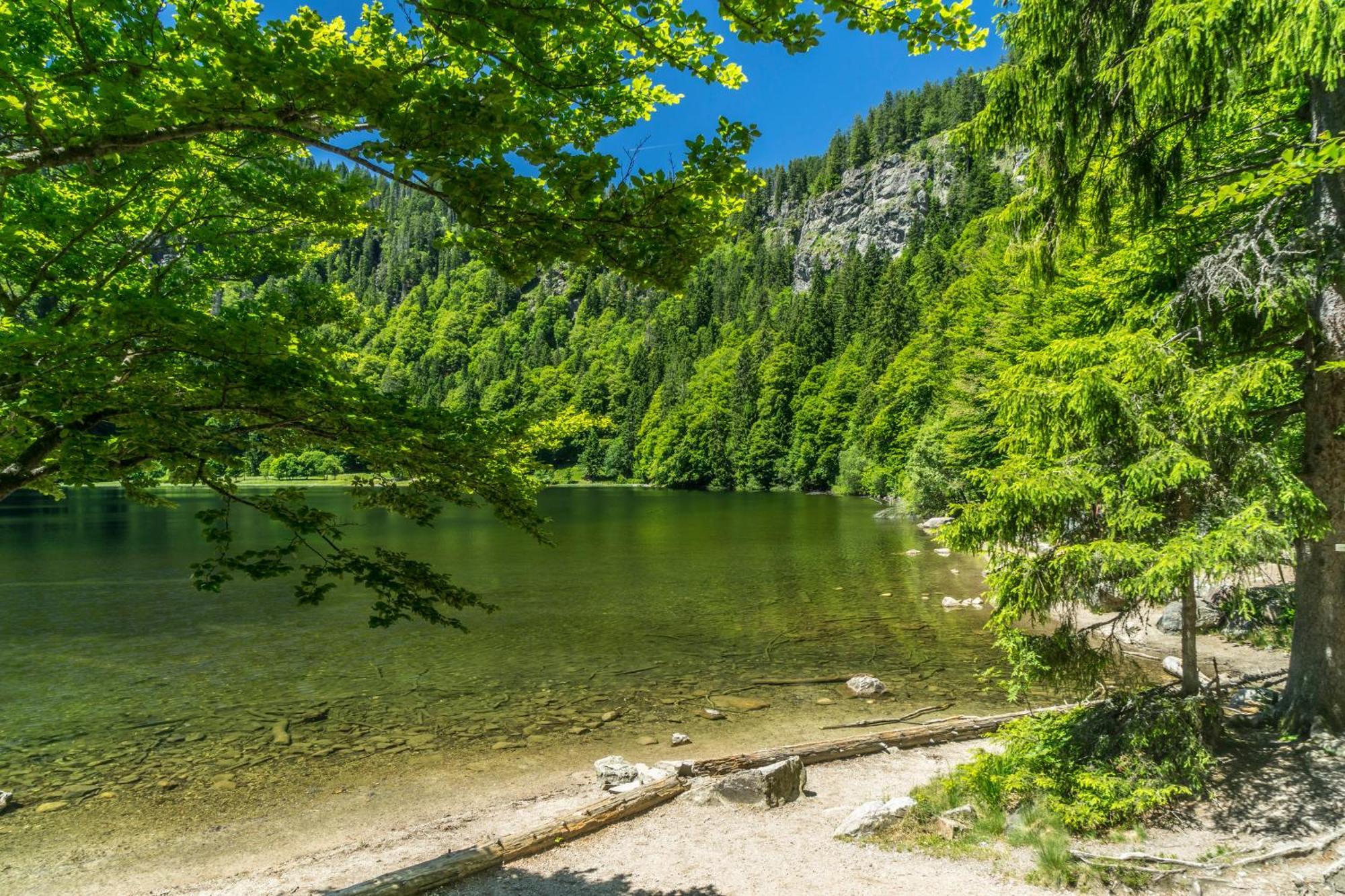 Ferienwohnung Seeblick Nr 2 5-Zimmerwohnung - Feldberg Baerental Rotwasser エクステリア 写真